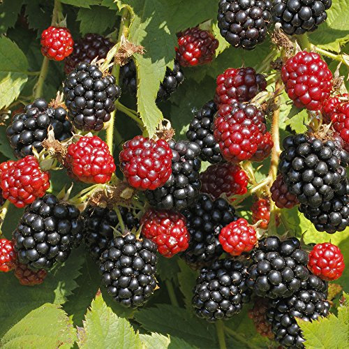 Potted BlackBerry Plant Rubus for Outdoors and Kitchen Gardens, High Yielding with Tasty Edible Fruit in Summer, 1 x BlackBerry Black Satin Plant in a 3 Litre Pot by Thompson & Morgan