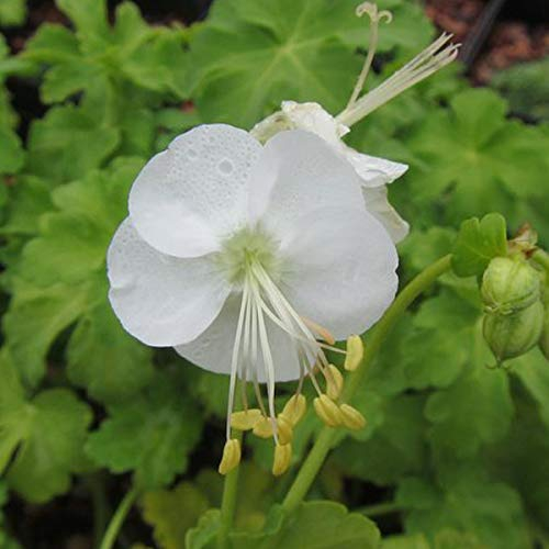 6 x Géranium vivace rhizomateux 'White Ness' - Geranium Macrorrhizum - Godet 9x9 cm, Fleurs Blanches, Feuillage Aromatique