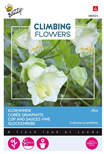 Buzzy Climbing Flowers, Cobaea Alba Weiß