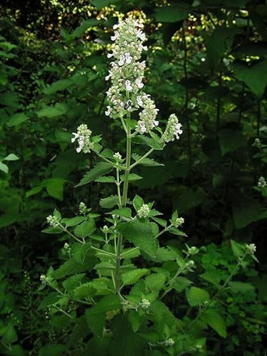 Buy4seeds 500 Seeds HERB Catnip Catmint Nepeta CATARIA White Useful for Gardening (500 Seeds)