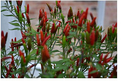 PREMIER SEEDS DIRECT - HOT CHILLI PEPPER - BIRD EYE - DEMON - 20 SEEDS