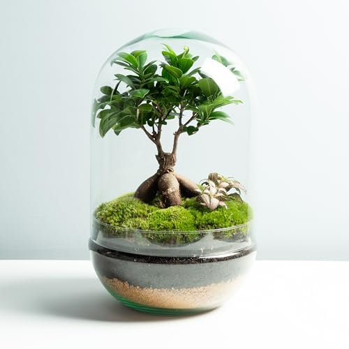 Omotesando Terrario con Plantas de Cristal | Recipiente con Ficus Ginseng y Fitonia | Jardín Eterno | Ecosistema Natural | Jardín en un Bol | Regar una Vez al año | Natura Ookii