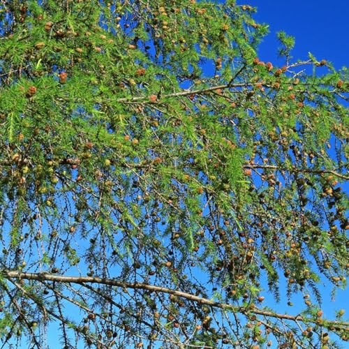lärche kaufen zimmerbonsai lärche winterharte kübelpflanzen zimmerpflanzen bonsaibaum exotische baumsamen garten baumsamen bonsai nachhaltige geschenke topfpflanzen draußen winterhart 60samen