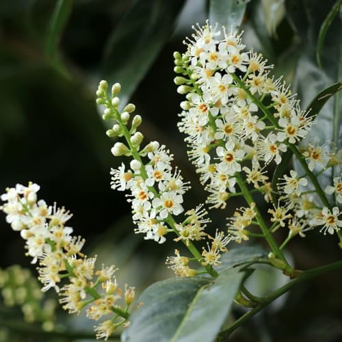 semi di alloro ciliegio - decorazione giardino resistenti, adatte alla piena esposizione al sole decorazioni per esterni copertura del 100pcs