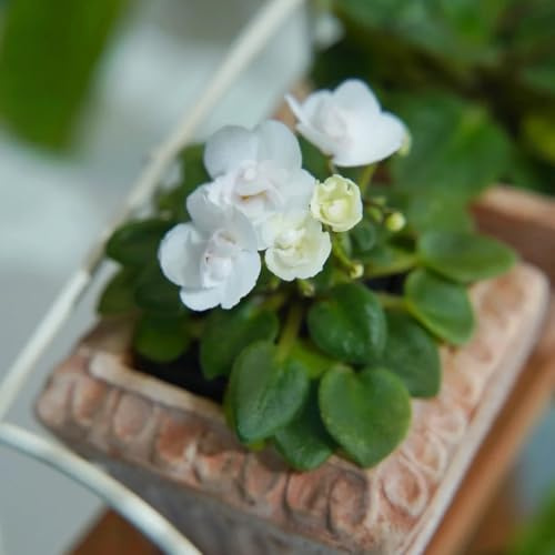 semi di violetta africana, semi selvatici da giardino roccioso resistenti da balcone vecchie varietà decorazione del soggiorno autunnali resistenti 60pcs