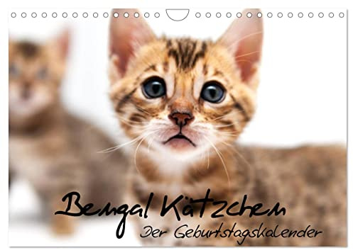 Bengal Kätzchen - Der Geburtstagskalender (Wandkalender 2026 DIN A4 quer), CALVENDO Monatskalender: Geburtstagskalender mit Bengalkitten über das gesamte Jahr (CALVENDO Tiere)