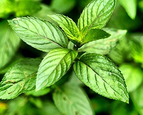 Peppermint Seeds - Mentha piperita -