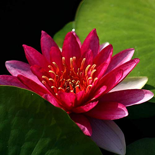 Planterest - Nymphaea Attraction Red Hardy Water Lily Rhizome Live Aquarium Plant BUY2GET1FREE