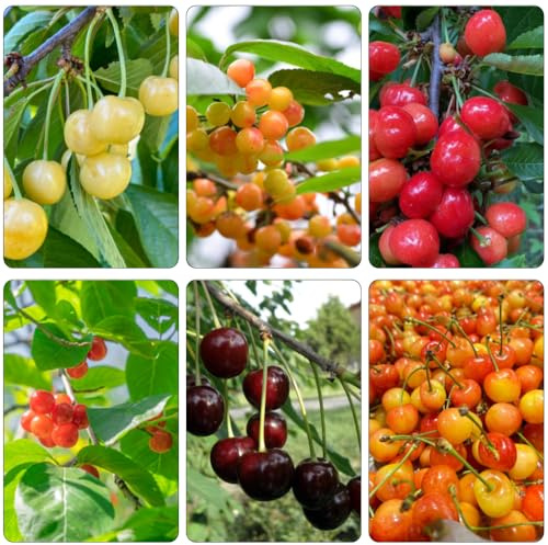 kirschbaum spalierobst bonsai topf winterharte kübelpflanzen zwergobstbäume balkonpflanze Süsskirsche Kirsche säulenzierkirsche obstpflanzen hochbeete für garten säulenobst 225samen