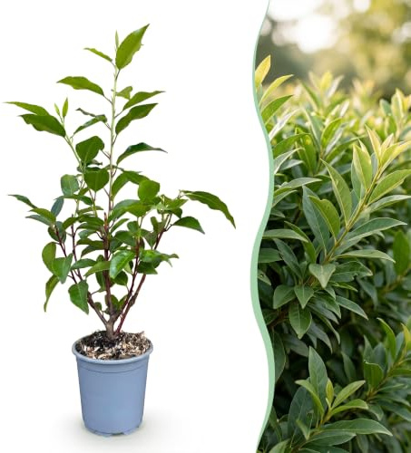 Green boutiQ - Plantes de haie - Prunus lusitanica Angustifolia - feuillage vert - 8 plantes - 1 mètre linéaire - persistant - pot 9cm hauteur 30-35cm