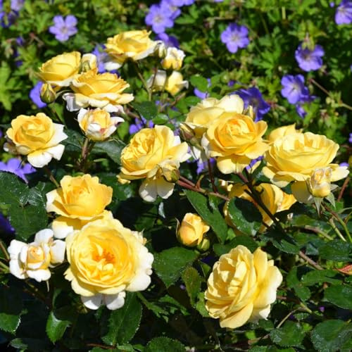 2 Rose Plants Live, Dwarf Miniature Rose Bush Live Plants, Fragrant Rose Flowers, Well Rooted 5-10 Inch Tall, No Pot (Yellow Rose)