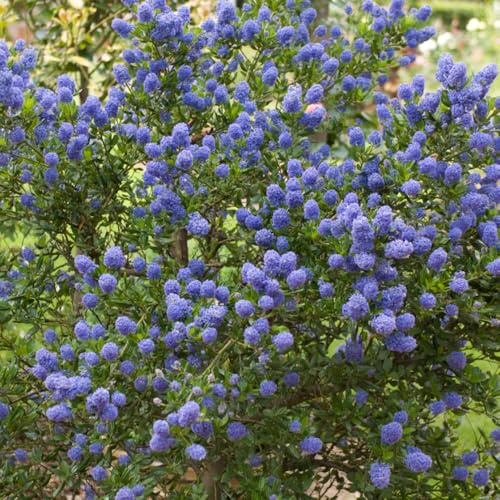 YouGarden Californian Lilac Ceanothus Thyrsiflorus var. Repens 3 x 2 Litre Pots, Garden Ready Lilac Trees, Supplied as Established Plants, Ready to Plant Out