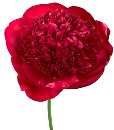 The Bulb Farmers 3 x Pfingstrosen Zwiebeln 'Red Charm' | Rot | Holland-Qualität | Sommerblumen | Blumenzwiebeln | Winterhart