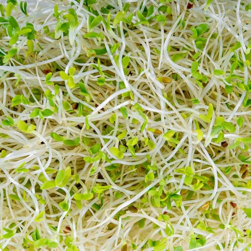 Alfalfa Sprouting Seeds – Easy to Grow – Fresh Tasty Vegetables – for Your Kitchen Garden