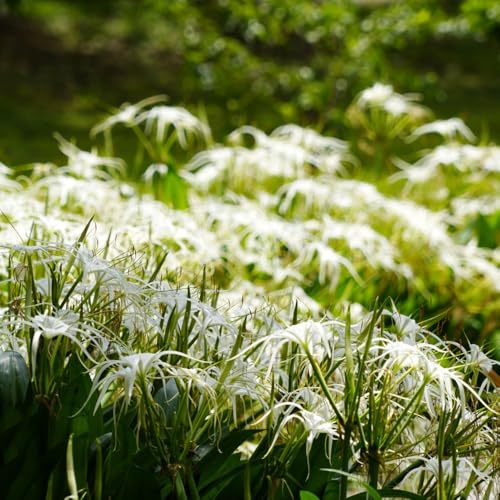 semillas de la hymenocallis littoralis, resistentes para el jardín de mariposas para lugares soleados de jardín de rocas resistentes cobertura 60pcs