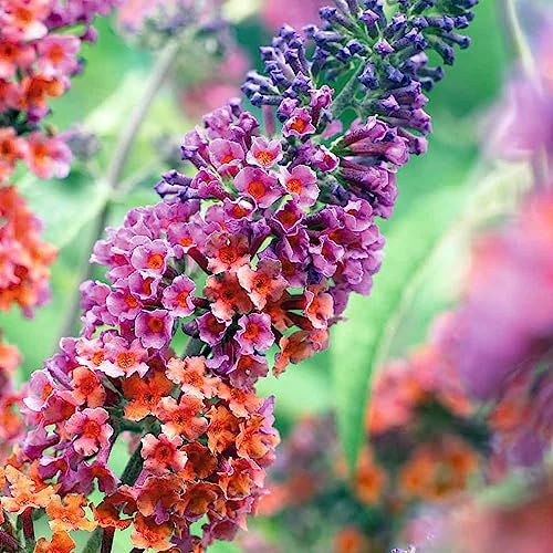 Bicolor Butterfly Bush - 2.5 Pot - Buddleia - Rare Butterfly Bush Color