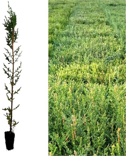 100 Plantas natural de 30 cm. de altura, cipres sempervirens para setos, pantalla visual, cortavientos. Segura Garden. Planta setos para crear cercas vivas elegantes y resistentes. 100 Unid.