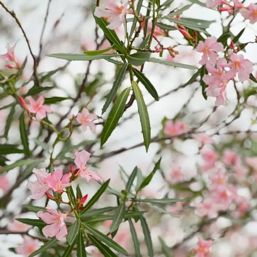 Semi di oleandro - di semi arbusti resistenti per giardinieri estivi esotico decorazioni giardino per esterni organico balcone giardino 8pcs