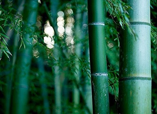 200 Semi di Giant Moso bambù Phyllostachys pubescens