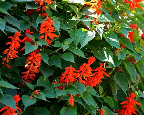 Feuersalbei – Salvia splendens – Kompakte Sommerblume mit leuchtend roten Blüten – 50 Samen