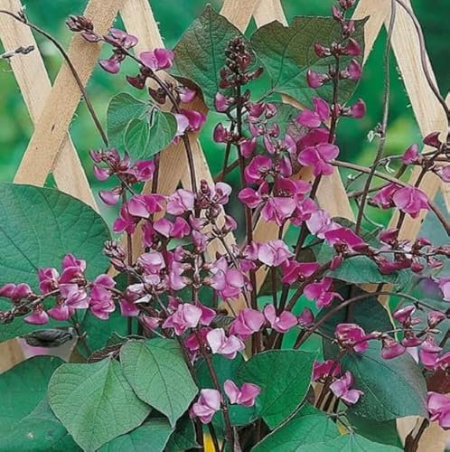 1 Pack of 75 SEEEDS Hyacinth Bean (Lablab Bean)