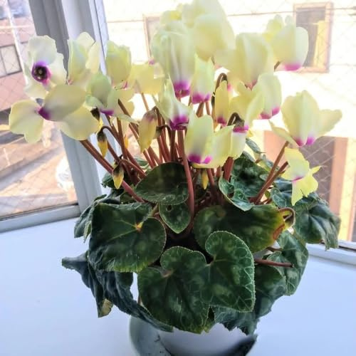 Alpenveilchen büropflanzen indoor kräutergarten blumensamen kaufen blumengarten blumensaat exotische zimmerpflanzen dachbegrünung blumenwiesensaat balkongewächshäuser sommerblumen 25samen