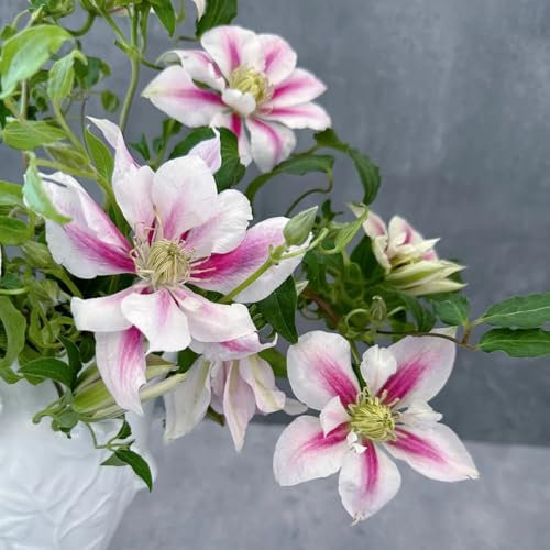 clematis blumen zwiebeln - deko wohnzimmer, blumen für balkon kletterpflanzen clematis zwiebeln, frische blumen, gartendeko für draußen frühlingsblüher zwiebeln, seltene pflanze 3pcs