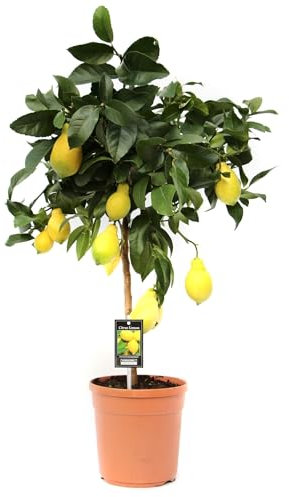 Vier-Jahreszeiten-Zitrone 80-100 cm Citrus limon Lunario Zitrone Zitronenbäumchen