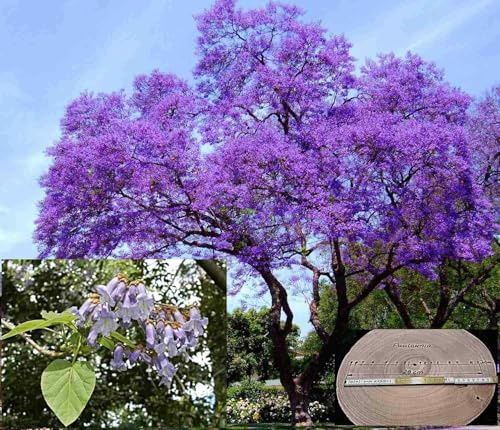 100.000 Samen EXTRA CLEAN Paulownia tomentosa, Kiri Baum, Klimabaum, Blauglockenbaum