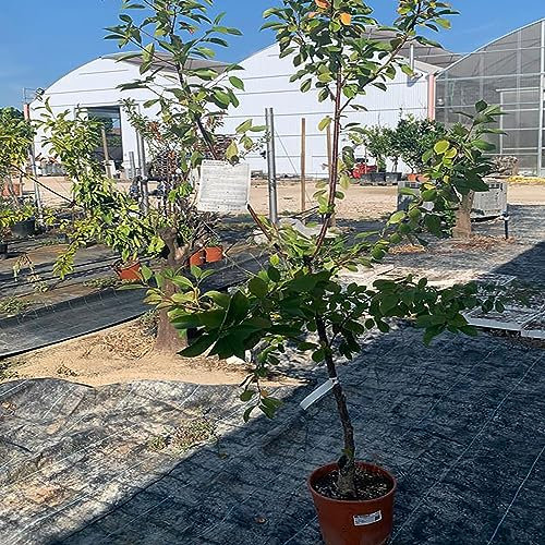 SAVINI VIVAI Plantes fruitières Bigarreau Moreau Cerisier en pot 22-24 cm 2-3 ans Hauteur 130-150 cm Fabriqué en Italie