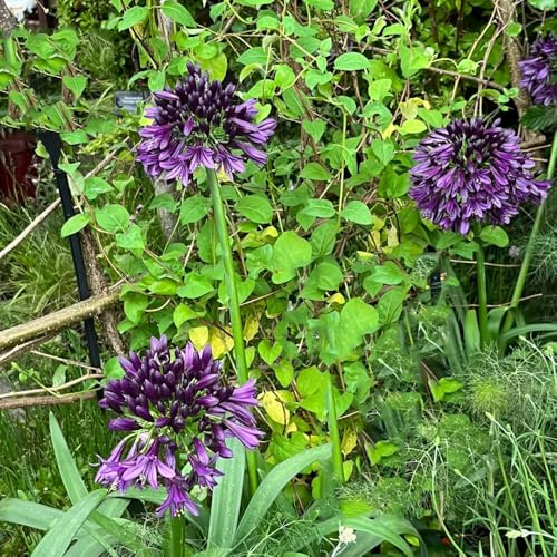 comprar semillas de agapanthus, silvestres, lecho elevado de lirio africano, decoraciones, para lugares soleados, 250pcs