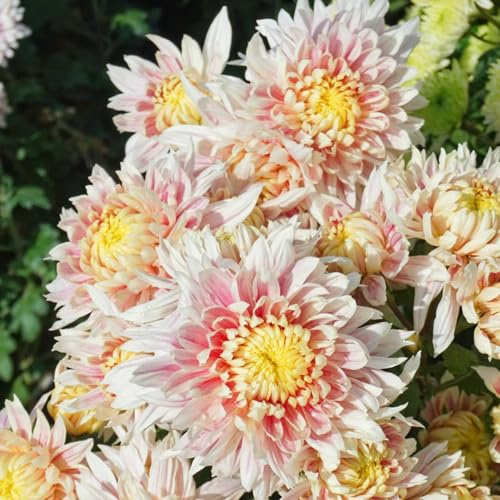 crisantemi, in vaso tappezzanti rialzata Giardino roccioso: resistenti al pieno sole decorazioni da giardino per esterni recisi da 55semi