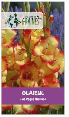 10 Bulbes de Glaïeul Nain Las Vegas (Nanus) – Splendide Bicolore Jaune-Rouge pour Bordure et Pot