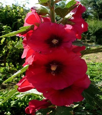 80 graines de fleurs de rose trémière