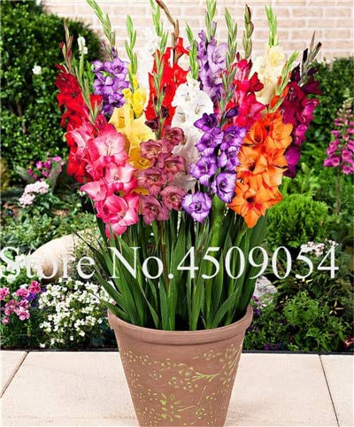 Ponak Neue 100 PC Gestreifte Gladiole Schwertlilie Samen für die Gartenarbeit gemischt