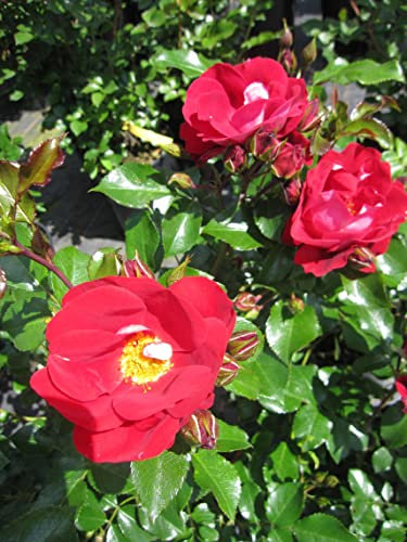 Rosa Caracho ® - Kleinstrauchrose Caracho ® - Kordes Rose - ADR Rose