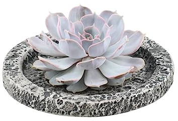 ROOTLESS by Aloe Demi | echte Sukkulent lilac in Concrete keramik Schale Ø20 cm | Echeveria Lilacina Ø12-14 cm - 5 cm | echte Sukkulent Pflanzen | Succulenten | Kakteen | Sukkulent | Kaktus