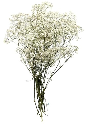 PRETYZOOM Trockenblumenstrauß Gypsophila Weiß Konservierte Blumen Deko Romantisches Blumengesteck FüR Zuhause Und Geschenk