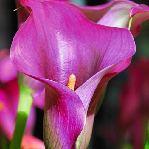 Calla Lily Bulbs-Calla Lily Plant Calla Lily Bulbs for Planting Now UK,Wedding Flowers,Garden Flowers,Plant Bulbs,Hardy Perennial-10bulbs-e