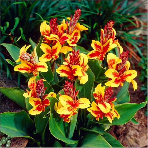 Canna Blumenrohr Farbe Sorte Menge zur Auswahl Weiß Gelb Rot Rosa Bunt Mehrfarbig Orange Mix Knollen Onion Winterhart Mehrjährige Rhizom (Queen Charlotte 3 Stk.)