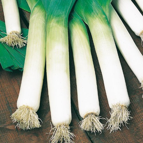 Suttons Seeds 167266 Leek Neptune Seed