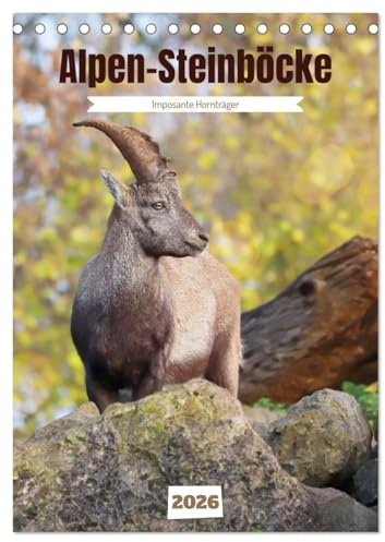 Alpen-Steinböcke, imposante Hornträger (Tischkalender 2026 DIN A5 hoch), CALVENDO Monatskalender: Die Hörner sind sein Markenzeichen (CALVENDO Tiere)