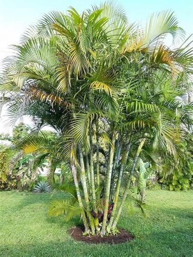 Dezicakes Five Outdoor Live Plants- Starter Areca Palms - Grows to 20-30 ft in Height Outdoor Plant- Strong Young Small Plants