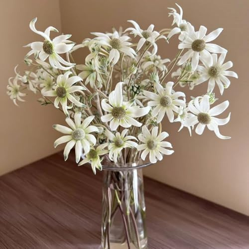 Semi di stella alpina, Le perenni sono Leontopodium alpino, rustiche per balconi semi di da giardino Le da balcone sono 50pcs