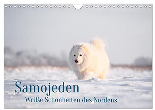 Samojeden - Liebenswerte Fellkugeln (Wandkalender 2024 DIN A4 quer), CALVENDO Monatskalender: Sie sind weiß, plüschig und immer freundlich! (CALVENDO Tiere)