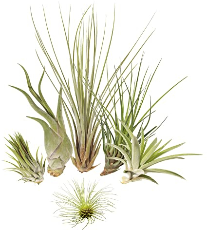 5 différentes Tillandsia Mix plus 1 extra, plantes d'intérieur