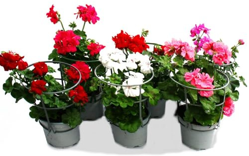Geranien hängend Pelargonium peltatum 12cm Topf Set mit 6 Pflanzen Farb-Mix