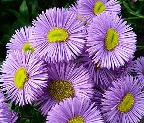 150 Erigeron Speciosus Azure Fairy Seeds - Blue Lilac Fleabane Daisy - 150 Seeds