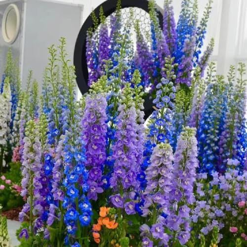 semillas de delphinium, perenne resistente, al aire libre espuela de caballero resistentes para el jardín de cortadas 300pcs