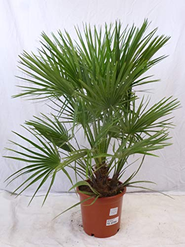 Chamaerops humilis - Zwergpalme - 110 cm